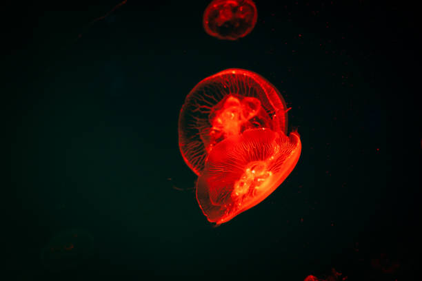 istock Sea Moon jellyfish with blue light background 1162656895