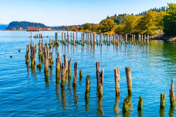 Moss covered wooden mooring poles along the Columbia River where it meets the Pacific Ocean in Astoria, Oregon with commercial buildings, a red hut home and autumn/autumnal color trees in background.