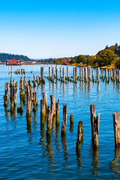 Moss covered wooden mooring poles along the Columbia River where it meets the Pacific Ocean in Astoria, Oregon with commercial buildings, a red hut home and autumn/autumnal color trees in background.