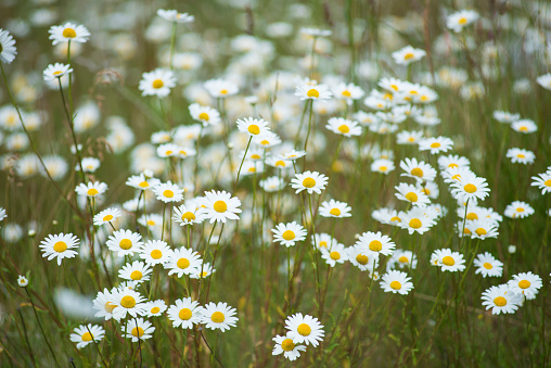 Wild daisy at Castle Hill in Arthur's Pass National Park, South Island, New Zealand