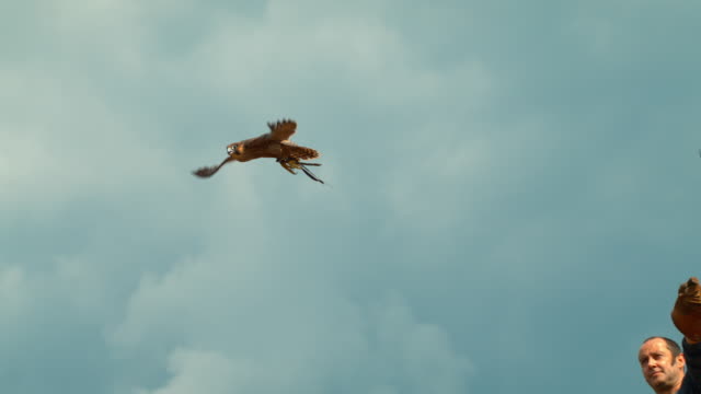Falcon flying in the sky