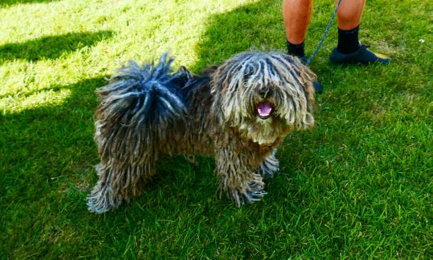 Puli Dog The Hungarian Dog known for it's corded curly coat sheep shed stock pictures, royalty-free photos & images