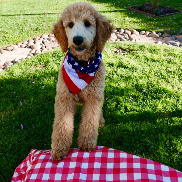 istock American Poodle Puppy 1162663388