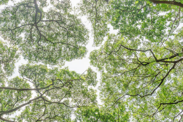 istock Branches of green leaves under the tree 1162663480