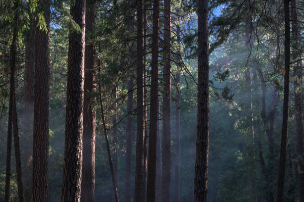 Sunlight streaming through the smoke between the forest of trees