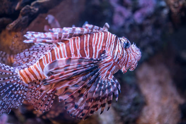 istock Image of a lionfish at a coral reef environment 1162667603