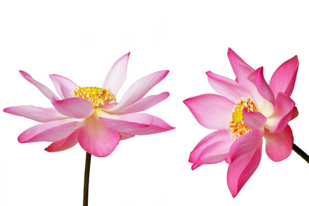 istock beautiful lotus flower isolated on white background 1162668475
