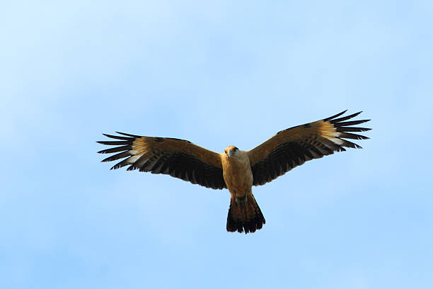 istock yellow-headed caracara, Milvago chimachima, flying 116266901