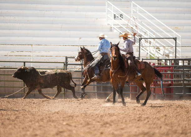 Clearing the bull from the rodeo arena Clearing the bull from the rodeo arena bull riding bull bullfighter cowboy hat stock pictures, royalty-free photos & images