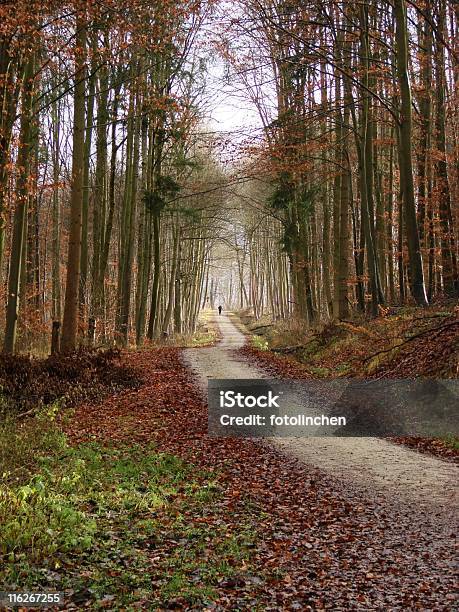 Sportwandern Stockfoto und mehr Bilder von Ausdauer - Ausdauer, Baum, Farbbild