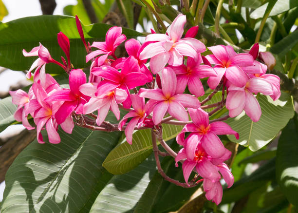 istock Plumeria or Frangipani flower on a shrub 1162672712