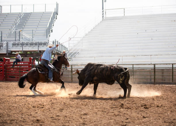 Clearing the bull from the rodeo arena Clearing the bull from the rodeo arena bull riding bull bullfighter cowboy hat stock pictures, royalty-free photos & images