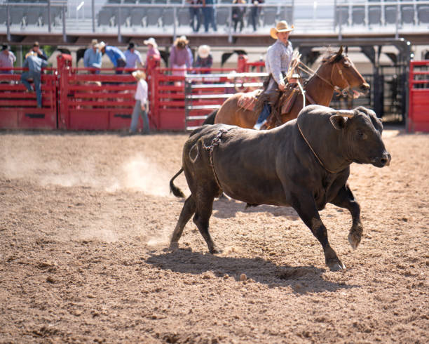 Clearing the bull from the rodeo arena Clearing the bull from the rodeo arena bull riding bull bullfighter cowboy hat stock pictures, royalty-free photos & images