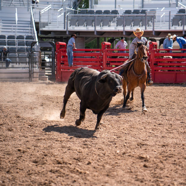 Clearing the bull from the rodeo arena Clearing the bull from the rodeo arena bull riding bull bullfighter cowboy hat stock pictures, royalty-free photos & images