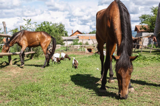 Gorgeous stallions and small goats eating grass on ranch