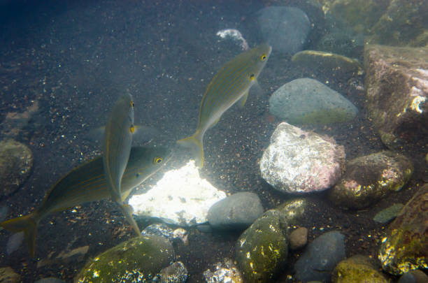 A group of fish salpa at the rocky bottom A group of fish salpa at the rocky bottom salpa stock pictures, royalty-free photos & images