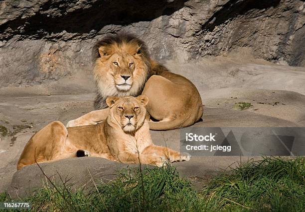 休息のライオン - 動物の雄のストックフォトや画像を多数ご用意 - 動物の雄, 雌ライオン, たてがみ