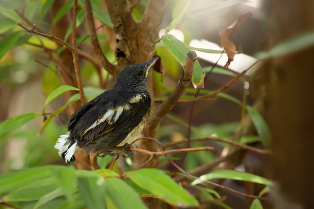 Young magpie chick isolated on white background