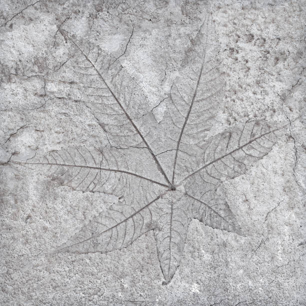 istock marks of leaves on the concrete 1162679379