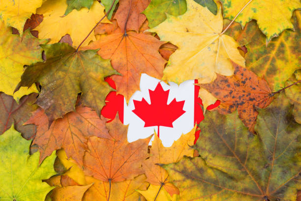 bandeira de canadá enterrada em folhas de plátano amarelas. - maple tree autumn textured leaf - fotografias e filmes do acervo