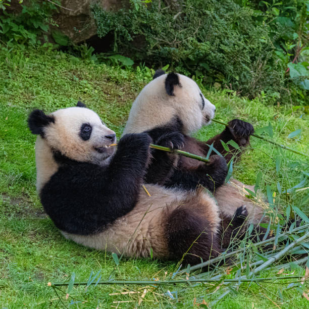 istock Giant pandas, bear pandas 1162683884