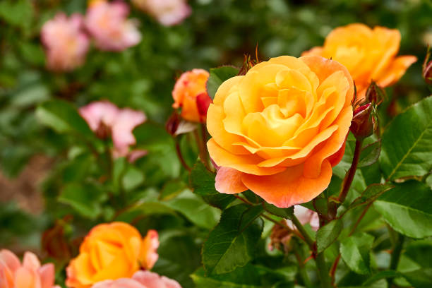 istock Rose blossom, orange color 1162683997