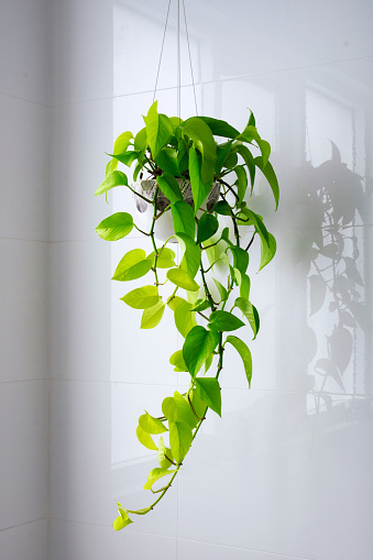 An indoor plant n a bathroom.
