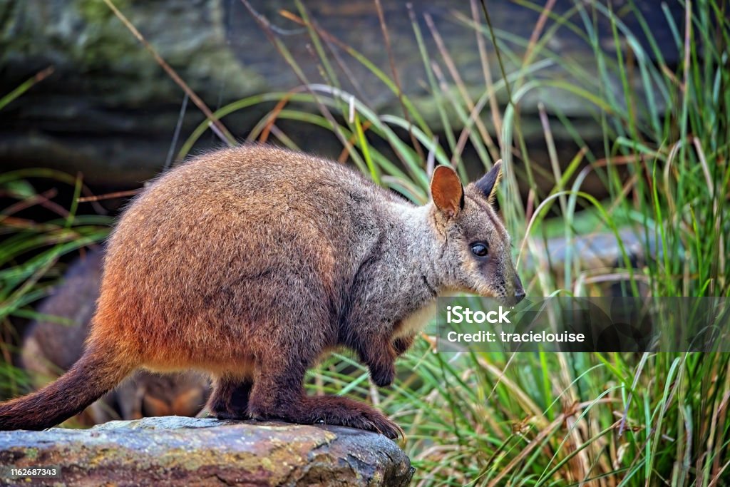Brush Tailed Rock Wallaby (Petrogale penicillata) Close up portrait of rock wallaby Wallaby Stock Photo