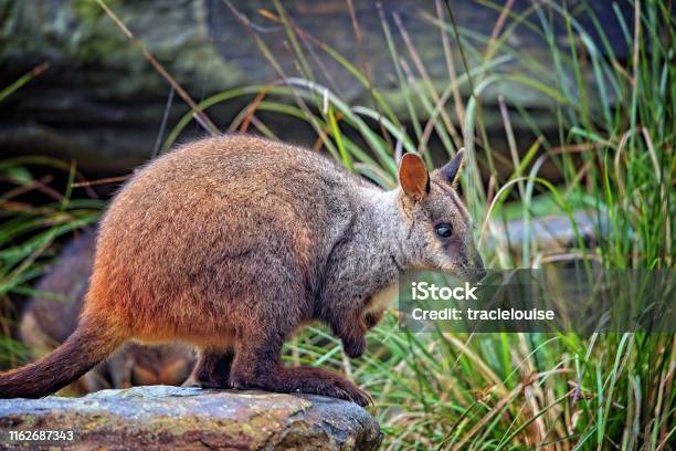 Brush Tailed Rock Wallaby Stock Photo - Download Image Now - Wallaby, Rock-Wallaby, Animal
