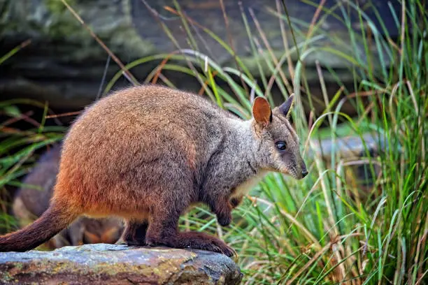 Close up portrait of rock wallaby
