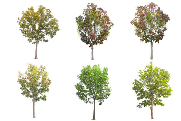 istock Set of Mahogany Tree isolated on white background 1162687757