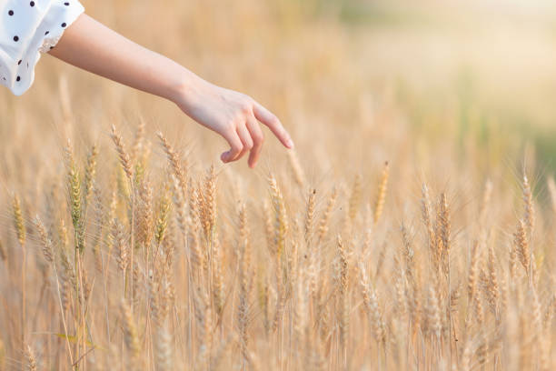 Woman hand touching barley in summer at sunset time