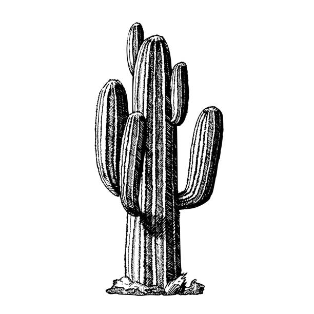 Saguaro Arborescent Tree-like Cactus Ink Vector. Cactus Specie In Monotypic Genus Carnegiea Concept. Family Cactaceae Hand Drawn In Retro Style Template Black And White Illustration