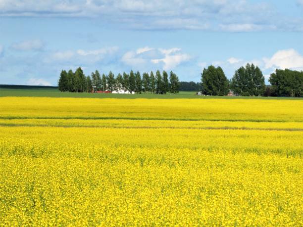 istock Yellow Canola Field in Alberta, Canada 1162688702