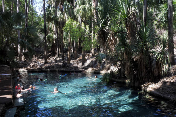 gente nadando en las piscinas termales de mataranka en el territorio del norte de australia - catherine park fotografías e imágenes de stock