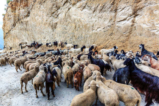 istock sheep on Zoji la Pass , leh to srinagar highway 1162690242