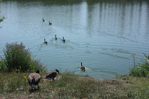 Wild geese heading into a pond  Canada goose