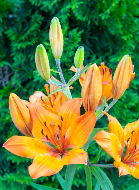 istock Chinese daylily (Hemerocallis fulva) flowers in bloom closeup 1162691187