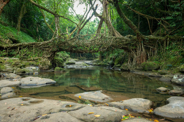 ponte radice vivente vicino a cherrapunjee, meghalaya, india - tropical rain forest foto e immagini stock