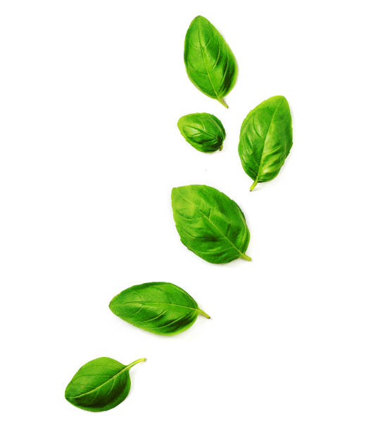 istock Flying Fresh basil herb leaves isolated on white background. Top view. Flat lay. 1162691317