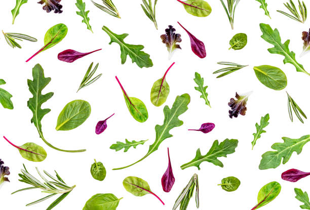 modello con foglie di insalata. insalata mista isolata con spinaci, bietola, lattuga, rucola isolata su sfondo bianco.  lay piatto. ingrediente alimentare - lettuce endive abstract leaf foto e immagini stock