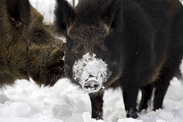 Wild pigs in winter stock photo