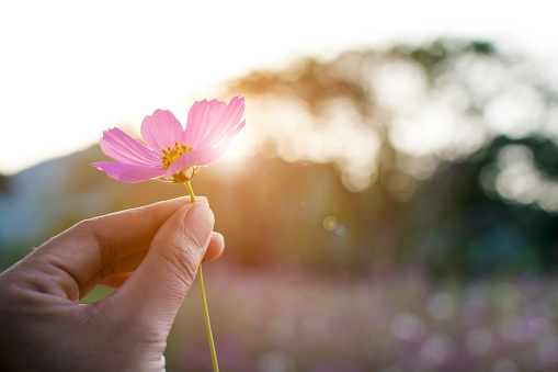 Woman hand holding the beautiful purple cosmos flower in sunrise backlit bokeh of tree and lens flare