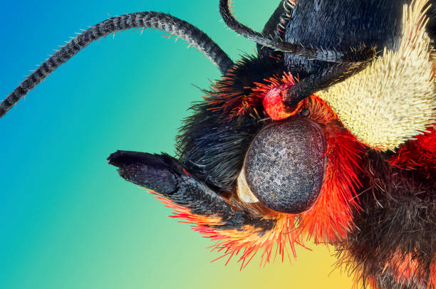 istock Extreme macro portrait of moth 1162695780