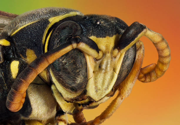 istock Extreme macro portrait of a wasp 1162695905