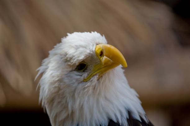 orzeł - the eagle zdjęcia i obrazy z banku zdjęć