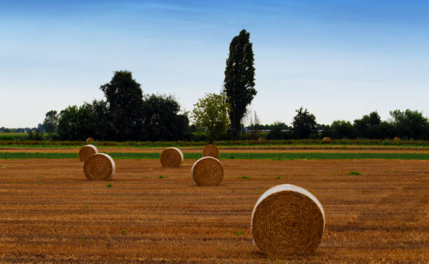 большие круглые тюки из соломы на лугу. este, падуя, италия - bale hay field stack стоковые фото и изображения