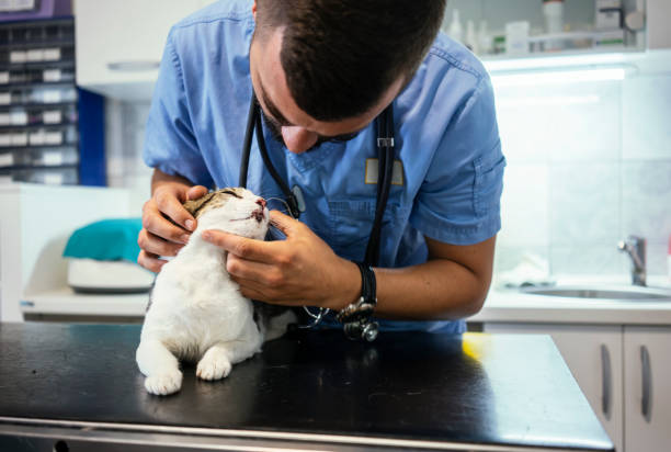 istock Veterinarian life 1162698810