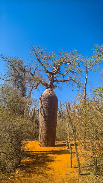 пейзаж с adansonia rubrostipa ака fony баобаб дерево в заповеднике рениала , толиара, мадагаскар - ifaty стоковые фото и изображения
