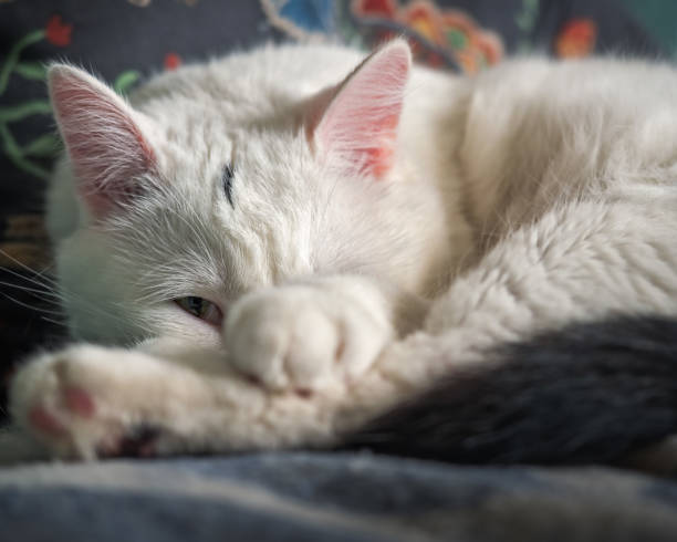 istock Big white sleeps and looks with one eye 1162700331
